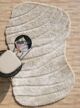 Shaggy shape rug for living room, featuring plush texture, modern design, and cozy comfort.